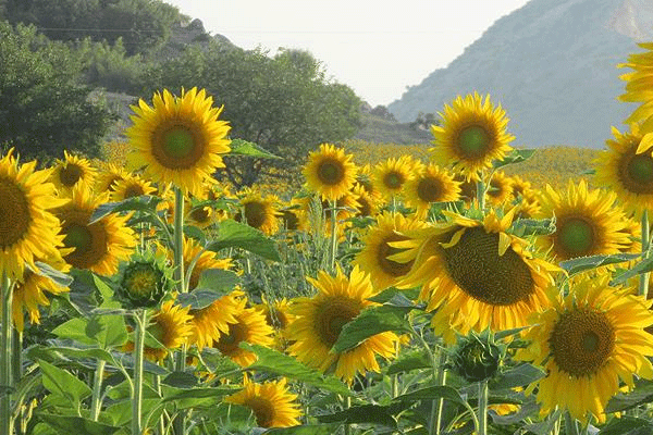 Bitkiler de öğreniyor