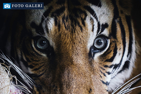 Hayvanlar aleminden 'MUHTEŞEM' fotoğraflar