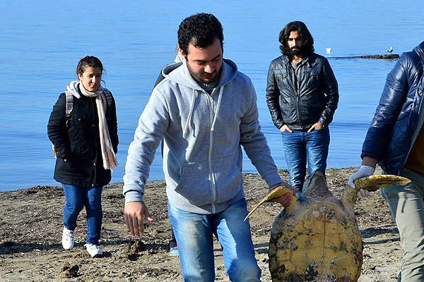 Çanakkale'de ölü caretta caretta sahile vurdu
