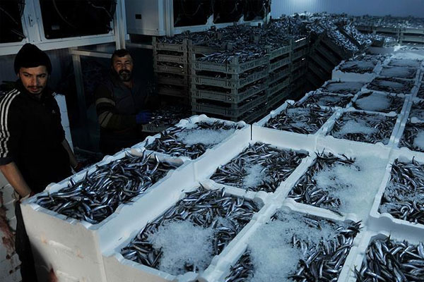 Bir haftada 2,8 bin ton hamsi avlandı