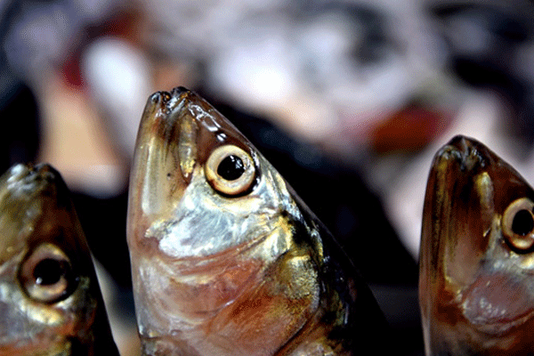 Hamsi fiyatları dalgalanıyor
