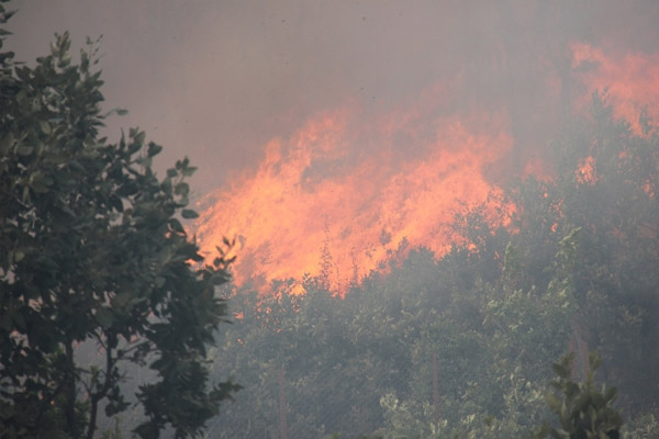 Bingöl’de orman yangını