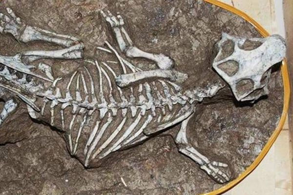 Onlarca dinozor yumurtası bulundu