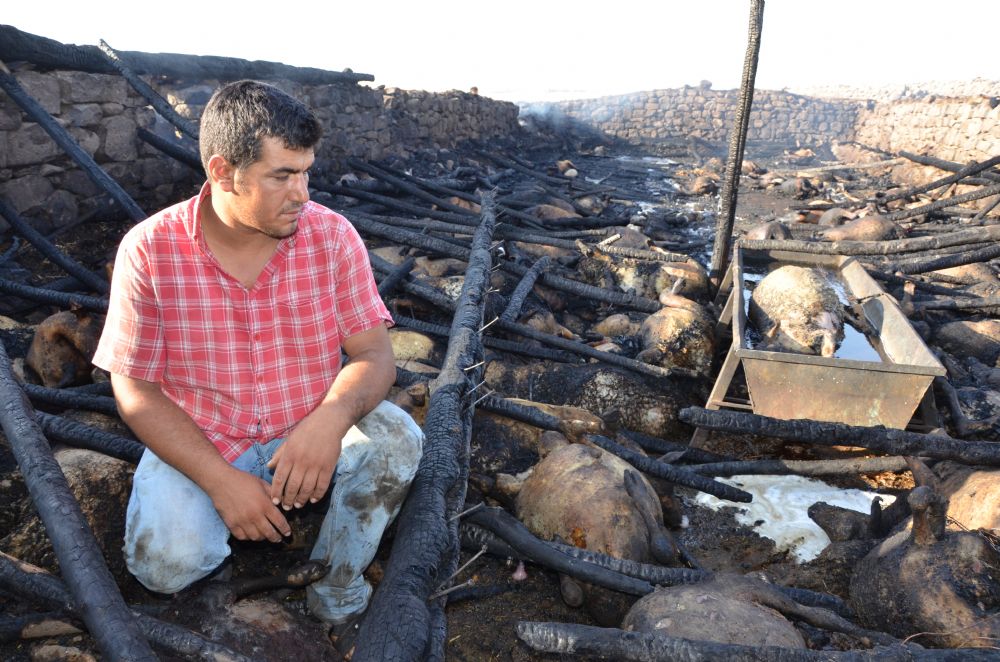 Yangında 240 koyun telef oldu