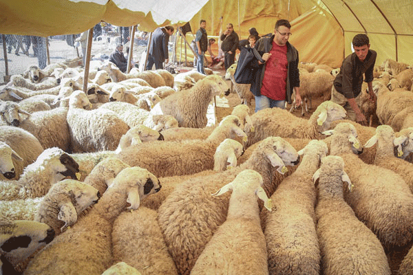 Kurban satışları ne zaman başlayacak?