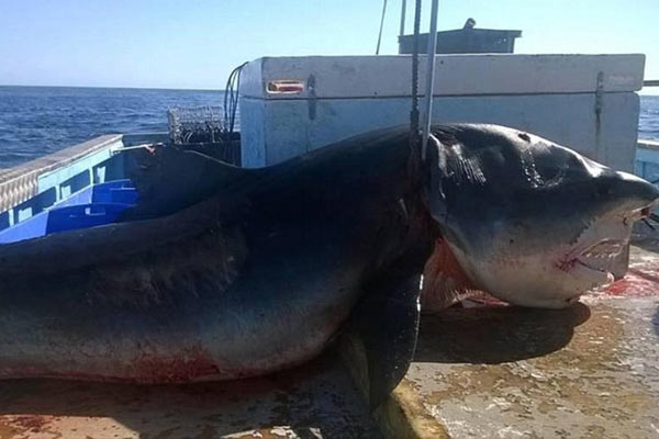 Dev köpekbalığı yakalandı