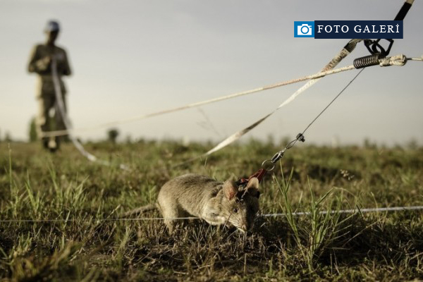 Mayın avcısı sıçanlar Kamboçya'da