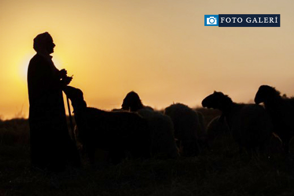 Suriyeli çobanın ülke özlemi