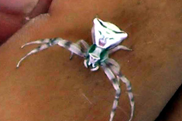 İnsan yüzlü böcek