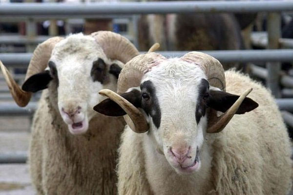 Ak Parti'den emeklilere kurban yardımı