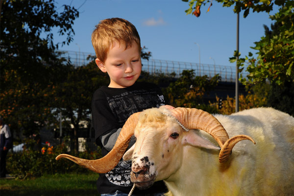Diyanet Vakfı kurban fiyatlarını açıkladı