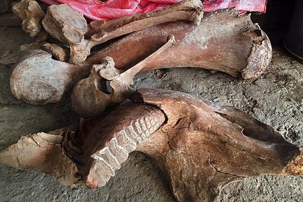 Tarladan 'antik fil' çıktı