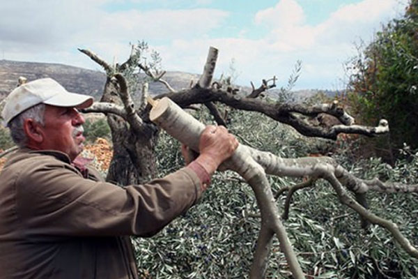 Ayrım duvarı için onlarca zeytin ağacı