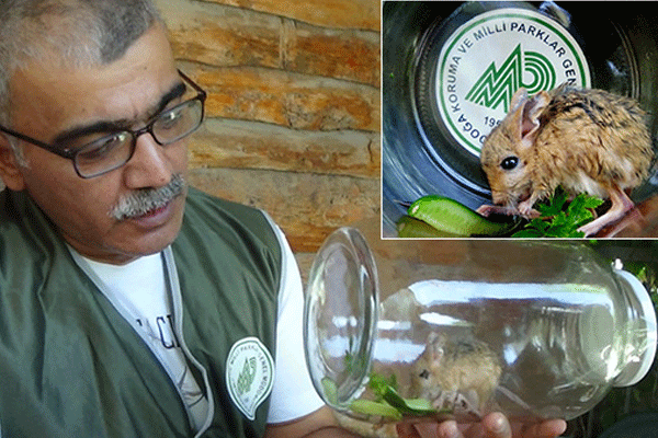 Iğdır'da Arap tavşanı bulundu