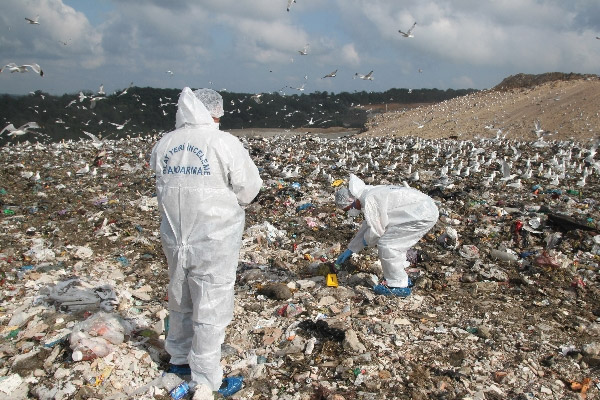 Çöp sahasından ceset parçaları çıktı