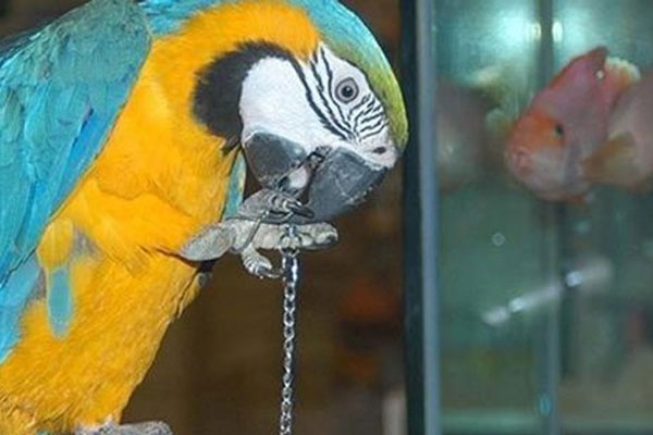 Papağan 'gözaltına alındı'