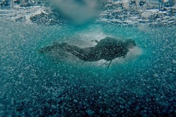 Boğaz'da hayalet ağ temizliği