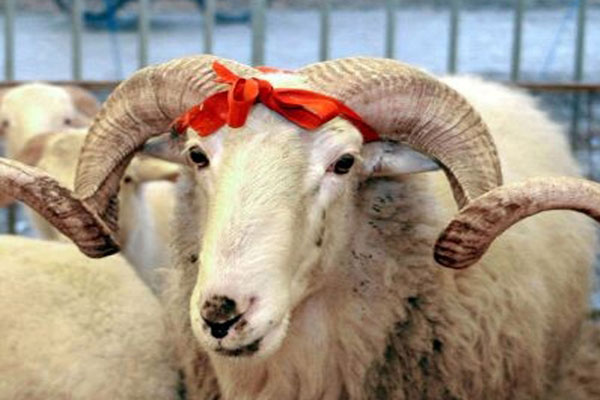 Avrupa'da vekaletle kurban bedeli belli oldu