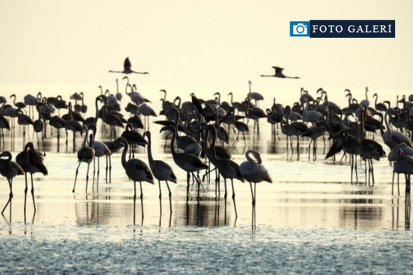 Tuz Gölü'nde flamingo kolonisi