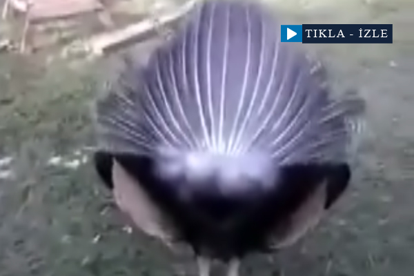 Tavus kuşuna kötü şaka