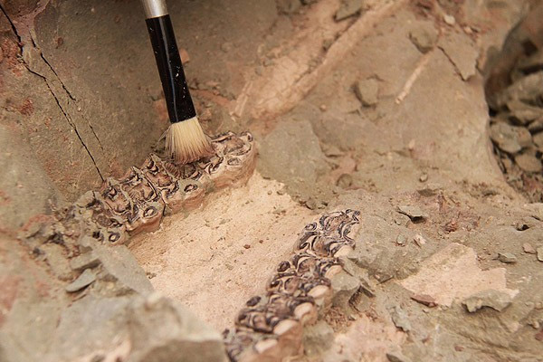 Çankırı'nın fosilleri Avrupa'da tanıtılacak