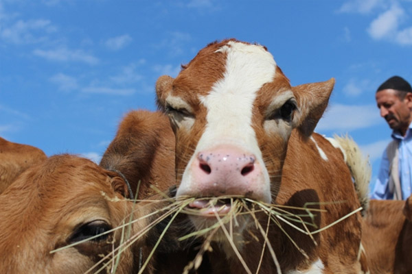 Kurbanlıklar pazara indi