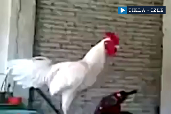 Gülme krizine giren horoz