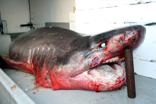 Balıkçı ağına köpek balığı takıldı