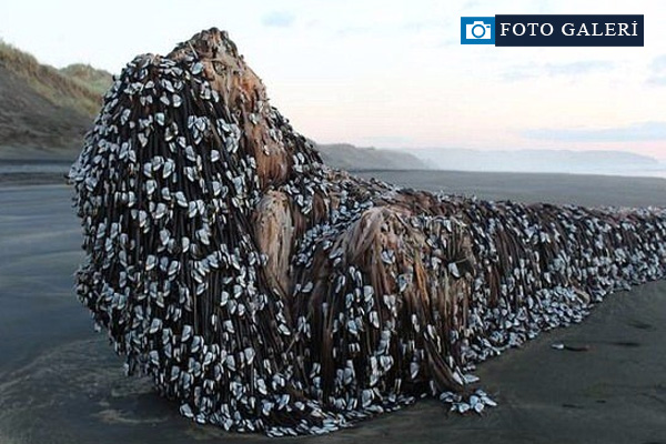 Kıyıya vuran şey herkesi şaşırttı!