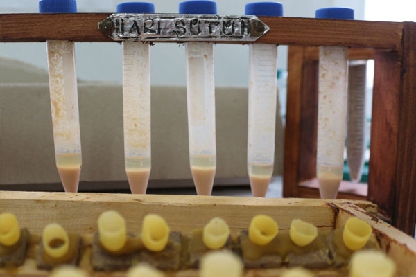 Bu sütün kilosu 20 bin lira