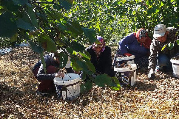 Fındık üreticilerine müjde!