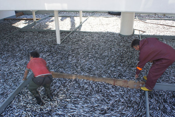 Bir gecede 500 ton hamsi