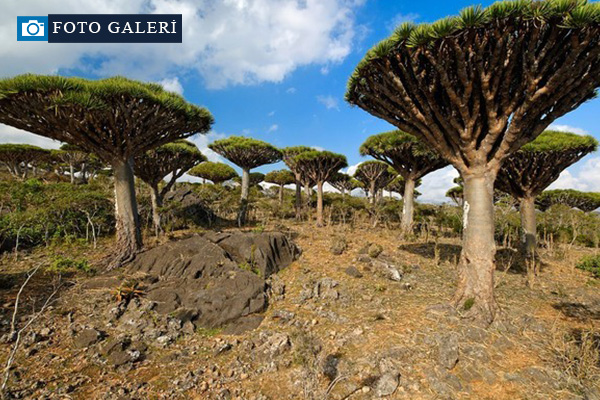 'Uzaylı Ada' hayrete düşürüyor