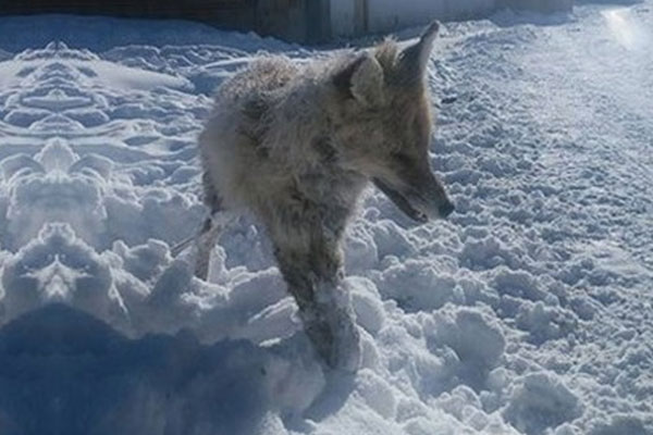 Eksi 32 derece tilkiyi dondurdu