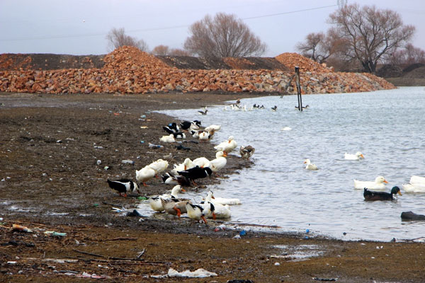 Bursa’da kuş gribi alarmı