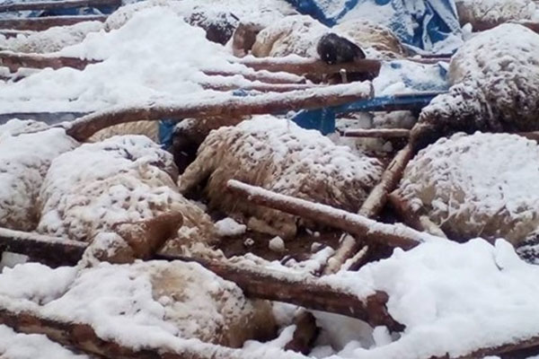 125 küçükbaş hayvan telef oldu