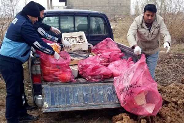 Şanlıurfa'da lokantadan kedi eti çıktı