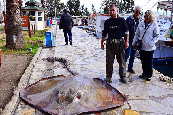200 kiloluk vatoz görenleri şaşırttı