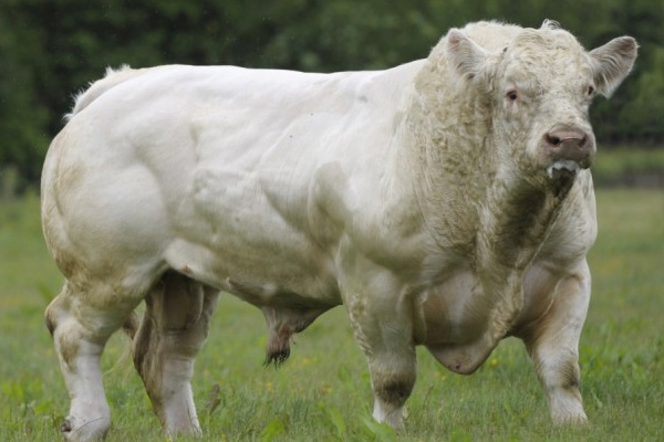 Et açığını 'Charollais' ırkı sığırlar kapatacak