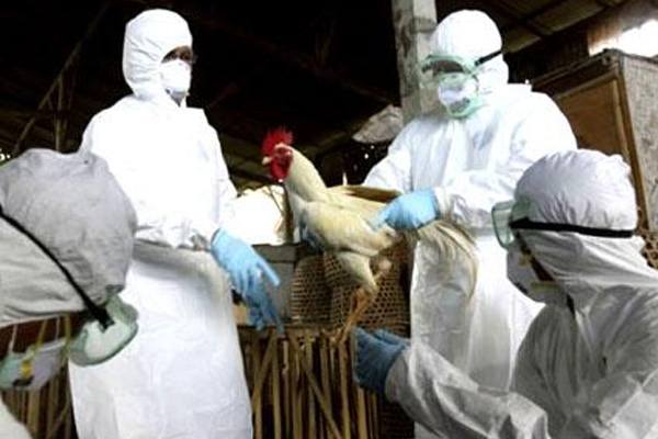 Türkiye sınırında kuş gribi alarmı!