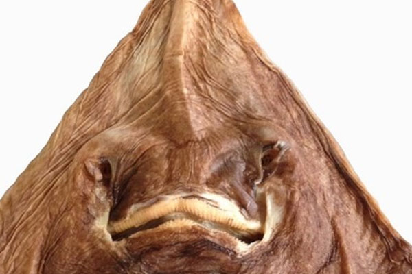 2016'da 133 canlı türü keşfedildi