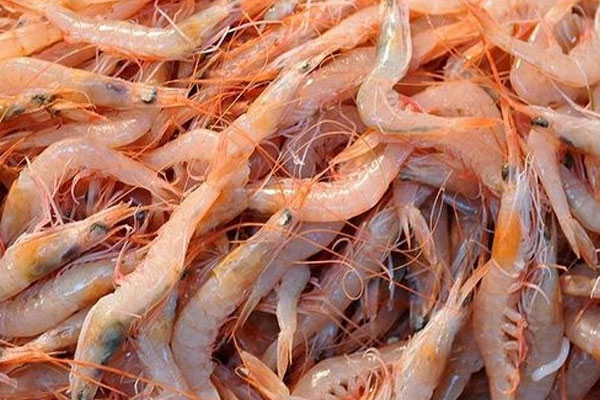 Karides avı ve satışı yasaklandı!