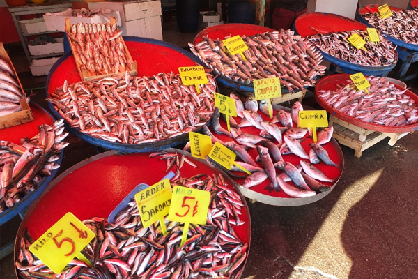 Marmara’da balık bereketi