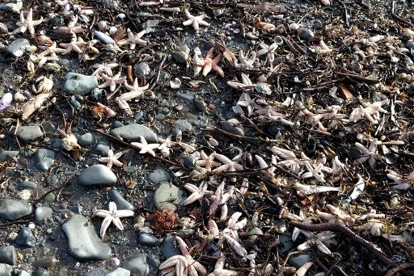 Binlerce deniz canlısı kıyıya vurdu