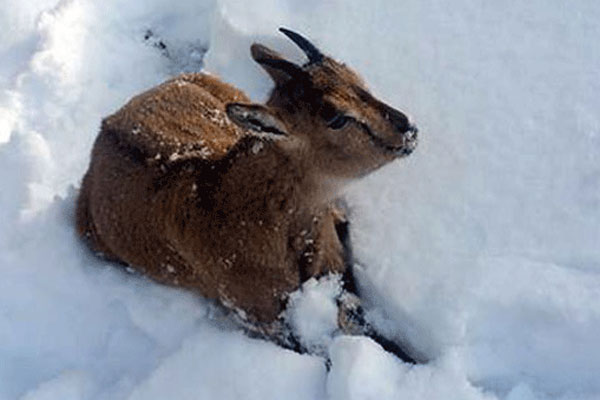 Yaban keçisi donarak öldü