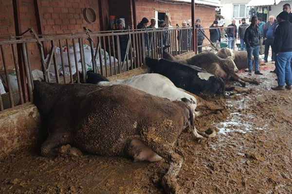 Elektrik kaçağı 5 gebe ineği telef etti