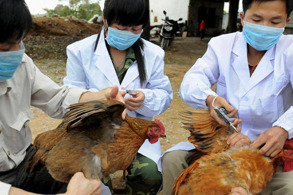 Çin'de kuş gribi alarmı