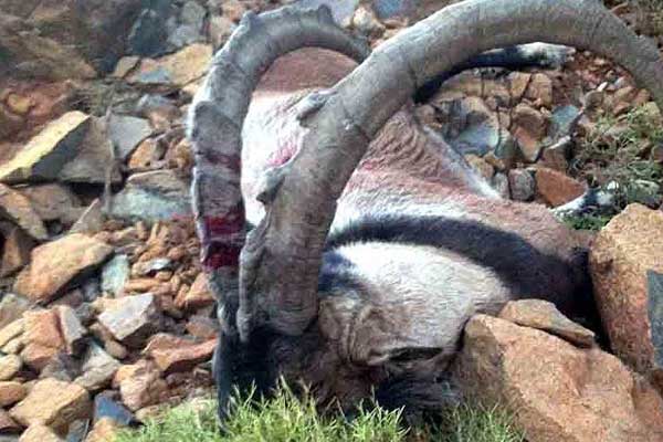 Dağ keçisi avına 12 bin lira ceza