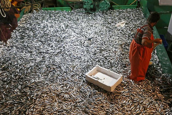 Karadeniz'de hamsi bolluğu