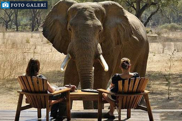 Rahatlıklarıyla şaşırttılar!